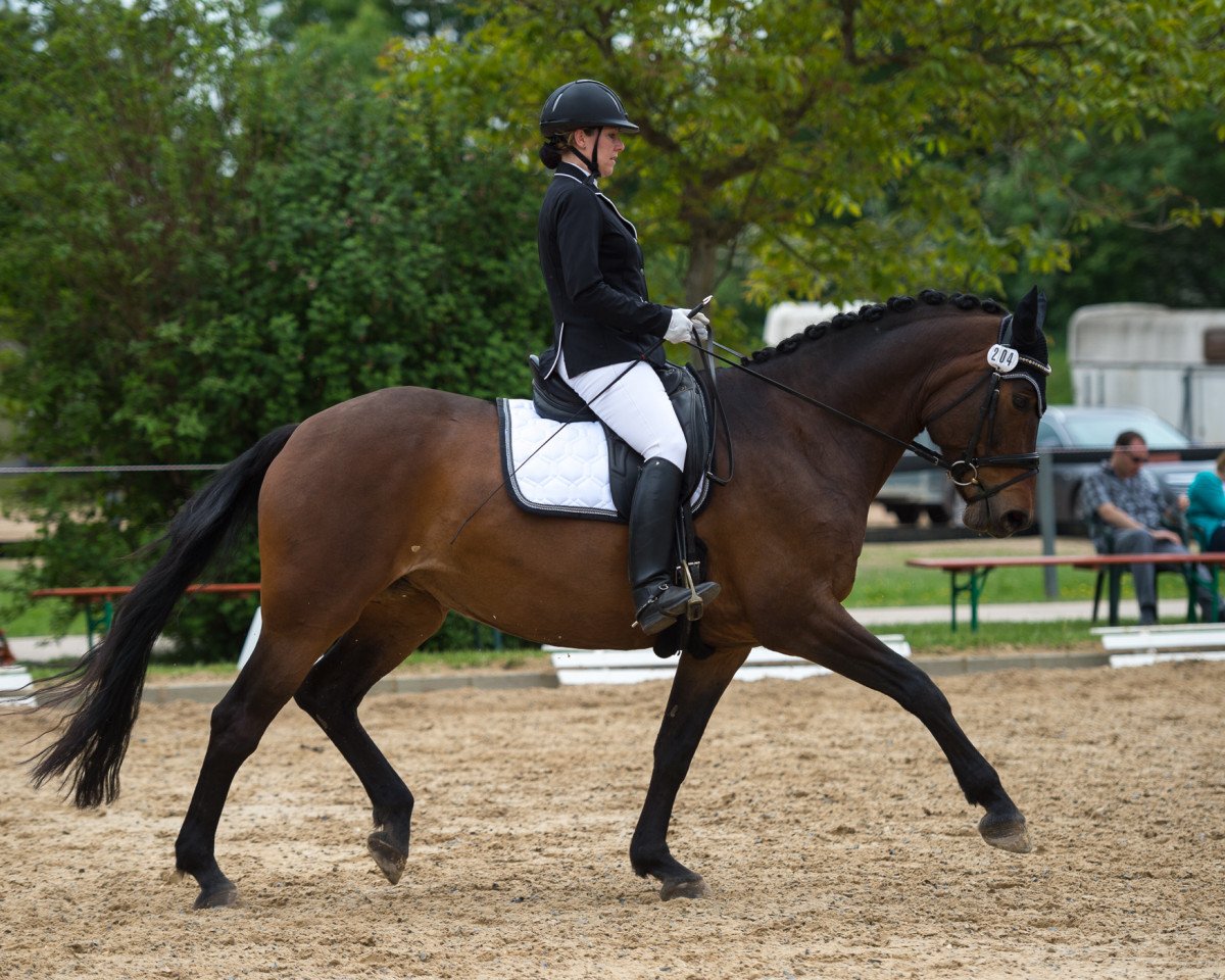 dressage horse Feine Liebe (Rhinelander, 2005, from Feiner Ludwig)