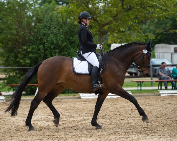 dressage horse Feine Liebe (Rhinelander, 2005, from Feiner Ludwig)