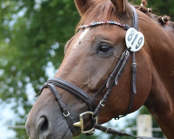 jumper Sandmann 80 (Hanoverian, 2012, from St. Moritz Junior)
