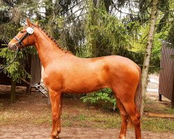 horse Dalina (Hanoverian, 2015, from Dartagnan)