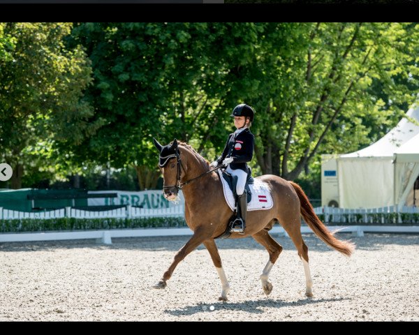 dressage horse Boogie de L'Aube (Belgian Riding Pony, 2007, from FS Don't Worry)