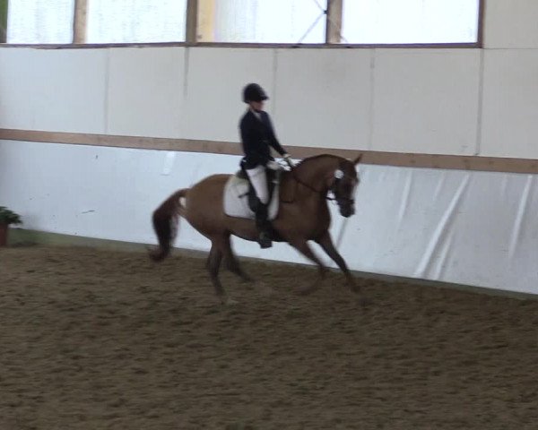 Reitturnier Waltrop 2017