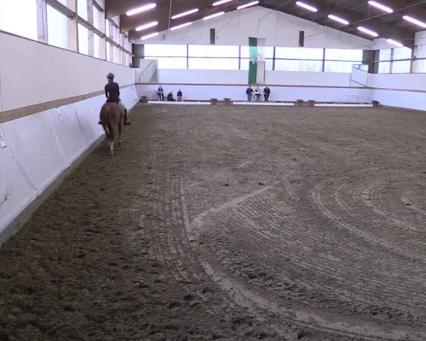 Reitturnier Waltrop 2017