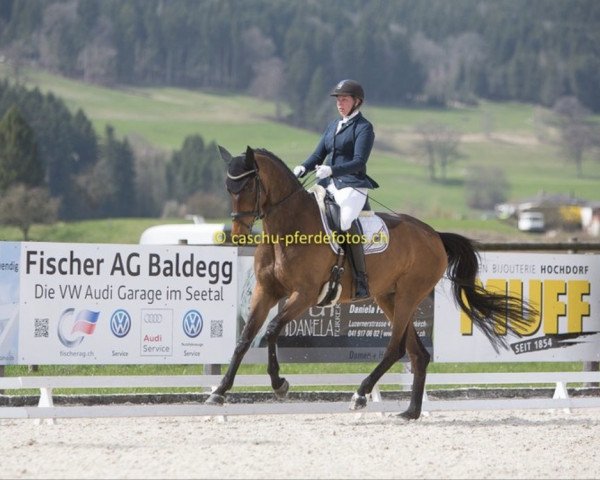broodmare Silence 29 (Oldenburg, 2006, from Sir Donnerhall I) broodmare Silence 29 (Oldenburg, 2006, from Sir Donnerhall I)
