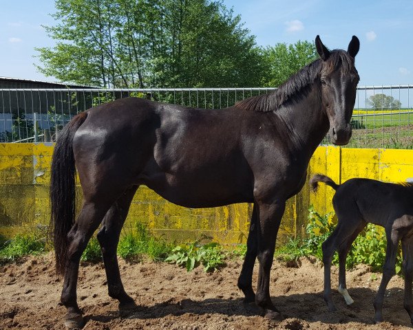 broodmare Flavia (Mecklenburg, 2009, from Faustinus)