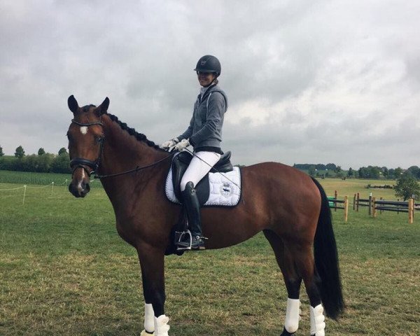 horse Gadinia (KWPN (Royal Dutch Sporthorse), 2011, from Spielberg)