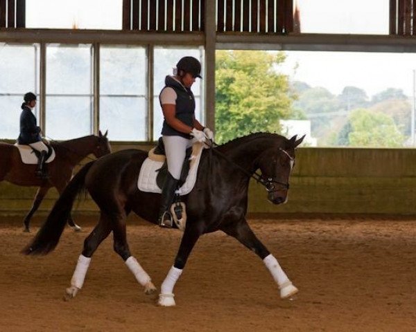 broodmare Lena (Hanoverian, 2008, from Don Crusador)