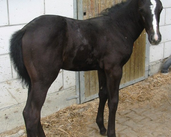 jumper Dorian Grey 46 (Württemberger, 2009, from Birkhofs Denario) jumper Dorian Grey 46 (Württemberger, 2009, from Birkhofs Denario)