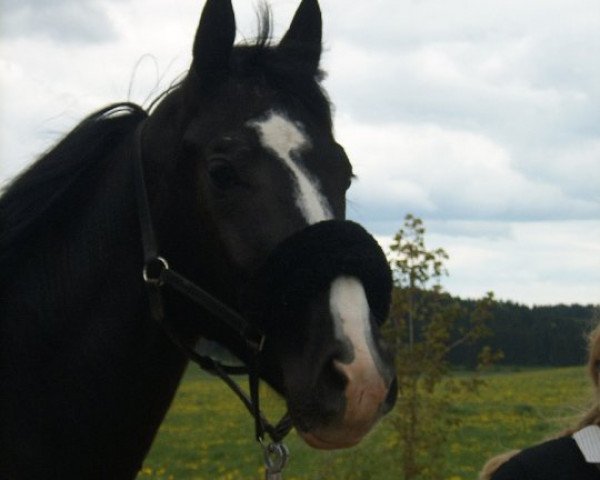 horse Desiderio della rossa (Württemberger, 2006, from Daramis)