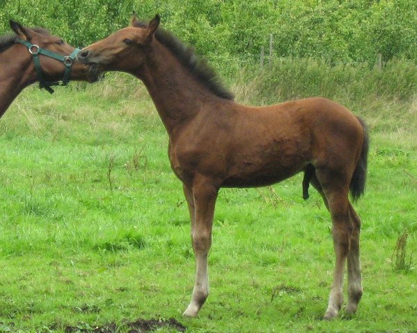jumper Cayenne 199 (Württemberger, 2008, from Cyrano de Bergerac)