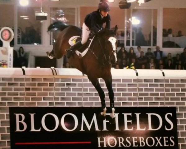 jumper Hope Springs (Belgian Warmblood, 2005, from Nagano)