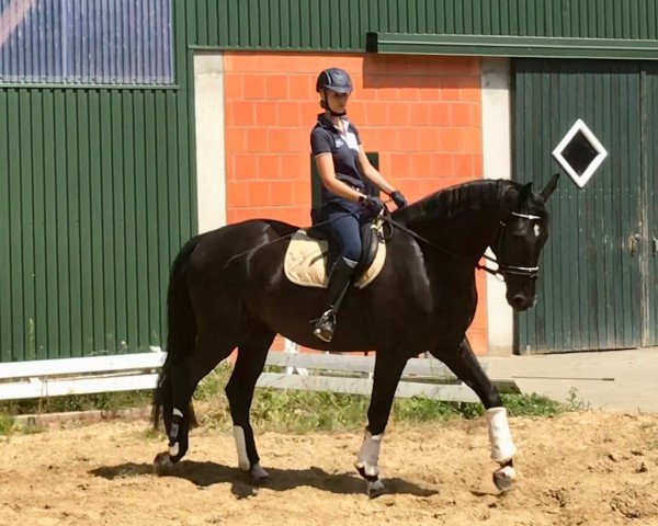 Pferd Da Vinci N (Hannoveraner, 2014, von Dressage Royal)
