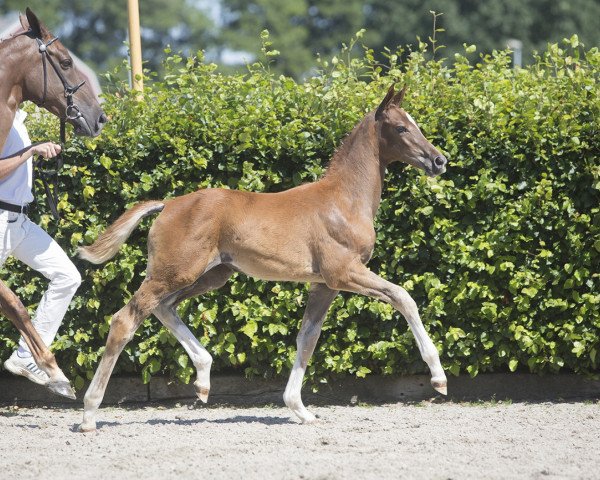 Pferd Nerma de Quabri F (KWPN (Niederländisches Warmblut), 2018, von Quabri de l'Isle)