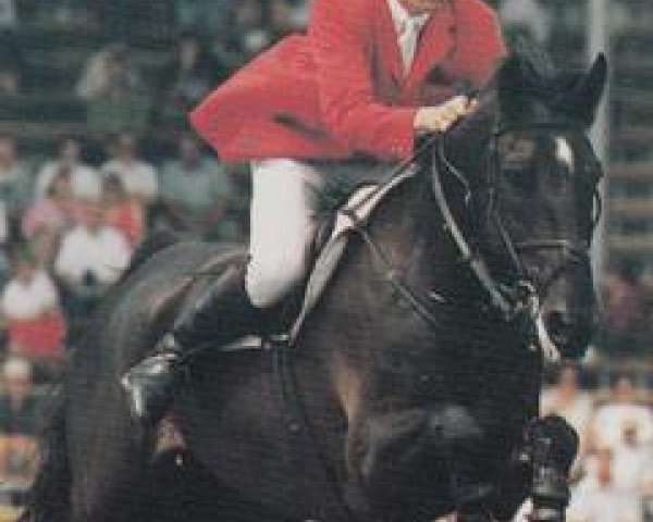 Springpferd Rush On (Westfale, 1982, von Report) Springpferd Rush On (Westfale, 1982, von Report)
