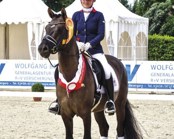 stallion Tackmann's Dark Deluxe (Westphalian, 2015, from D-Day AT)