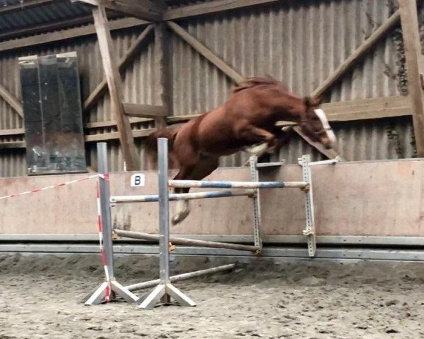 jumper Flic Flac's Emely (Hanoverian, 2017, from Flic Flac)