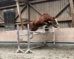 jumper Flic Flac's Emely (Hanoverian, 2017, from Flic Flac)
