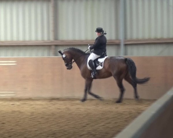 Reitturnier Gardelegen 2017