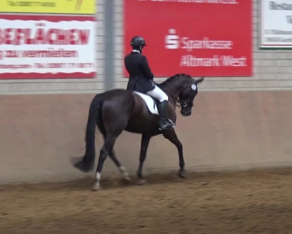 Reitturnier Gardelegen 2017