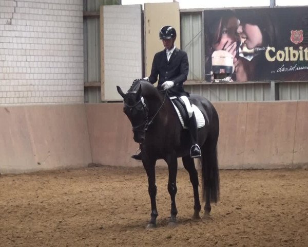 Reitturnier Gardelegen 2017
