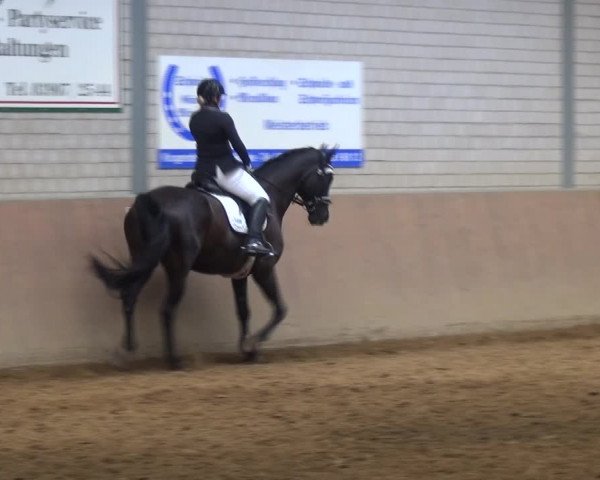Reitturnier Gardelegen 2017