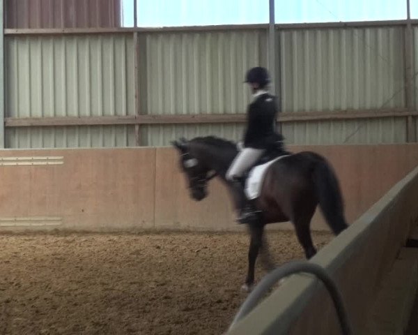 Reitturnier Gardelegen 2017