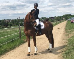 dressage horse Roxy (Rhinelander, 2009, from Royal Angel)