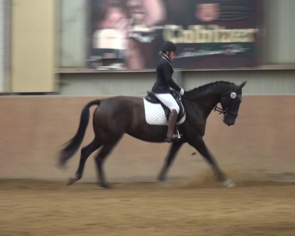 Reitturnier Gardelegen 2017