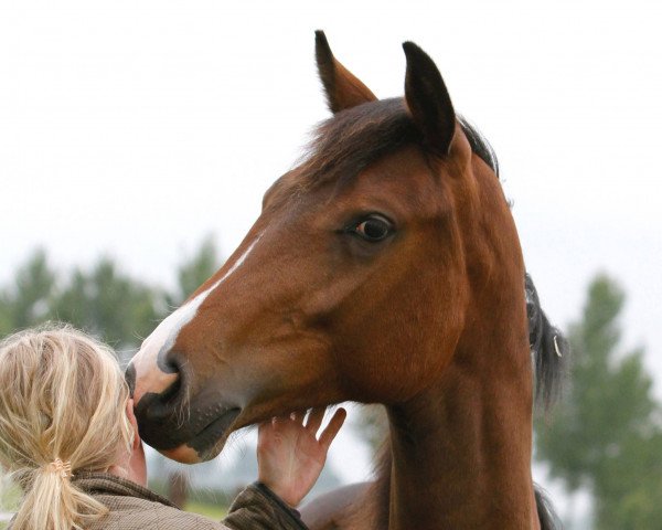 Pferd Madinia W. (KWPN (Niederländisches Warmblut), 2017, von Glock's Toto Jr.)