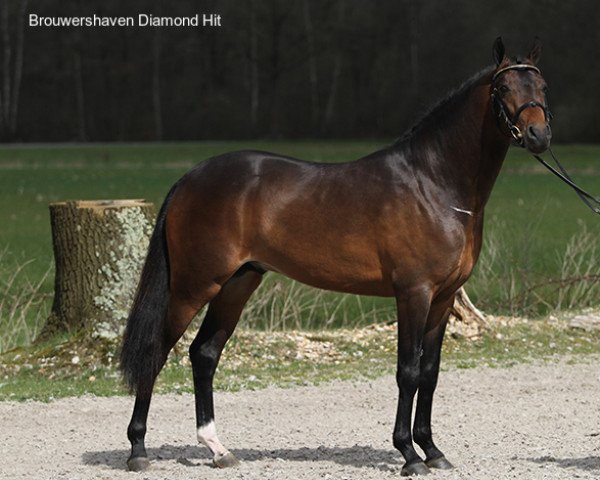 Deckhengst Diamond Hit (Nederlands Welsh Ridepony, 2007, von Wengelo's Ricardo) Deckhengst Diamond Hit (Nederlands Welsh Ridepony, 2007, von Wengelo's Ricardo)