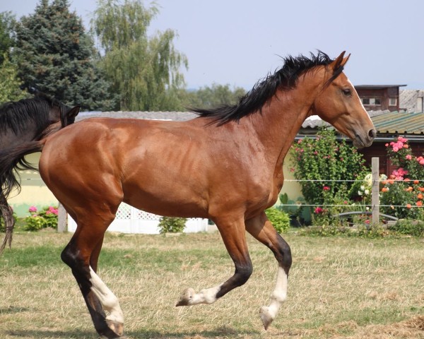 Springpferd Firework F (Westfale, 2016, von Fire And Ice J)