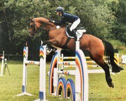jumper Carla Columna 25 (Hanoverian, 2010, from Canstakko)