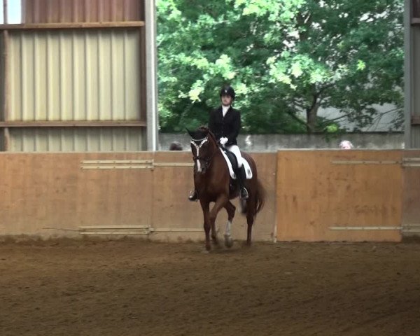 Reitturnier Gardelegen 2017