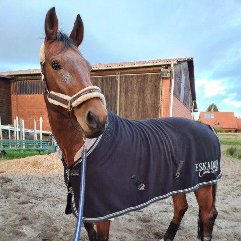horse Stuart Little (Hanoverian, 2008, from Stedinger)