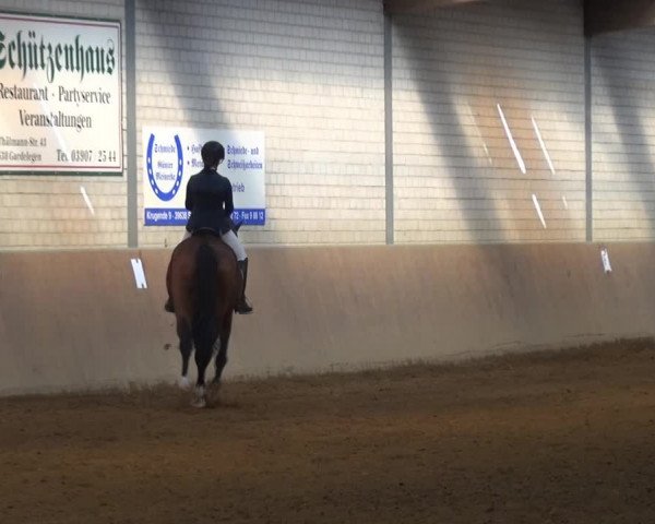 Reitturnier Gardelegen 2017