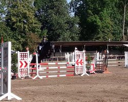 jumper Castillo Royal (Holsteiner, 2012, from Corrado I)