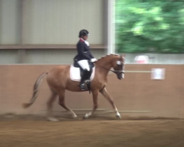 Reitturnier Gardelegen 2017