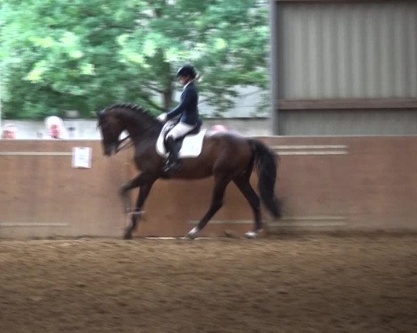 Reitturnier Gardelegen 2017