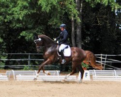 dressage horse Bellissimon (Hanoverian, 2013, from Belissimo NRW)