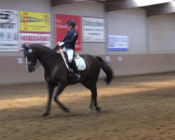 Reitturnier Gardelegen 2017