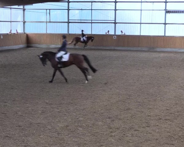 Reitturnier Herbern 2017