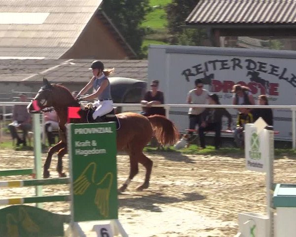 Reitturnier Brilon 2017