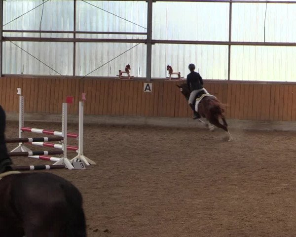 Reitturnier Herbern 2017