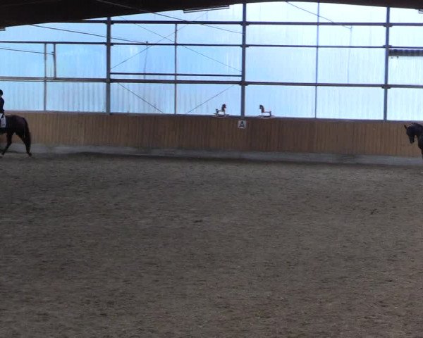 Reitturnier Herbern 2017