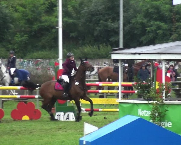 Reitturnier Gardelegen 2017