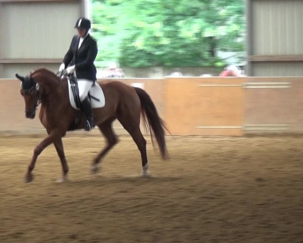 Reitturnier Gardelegen 2017