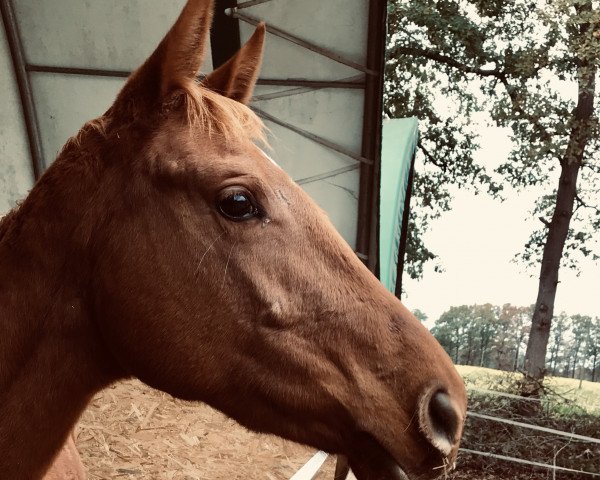 horse Dimagica PST (Westphalian, 2016, from Dimaggio)