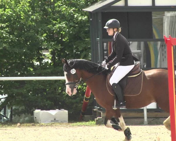 Reitturnier Fröhnerhof 2017