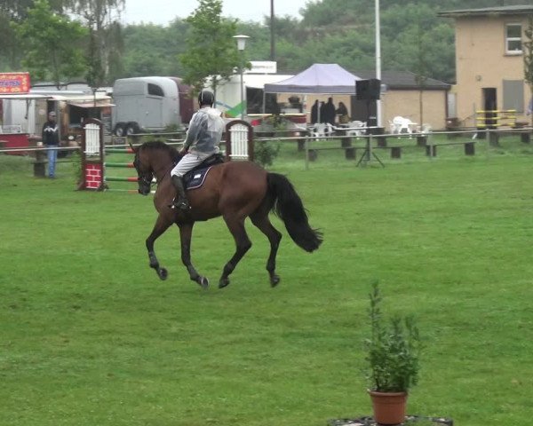 Reitturnier Gardelegen 2017
