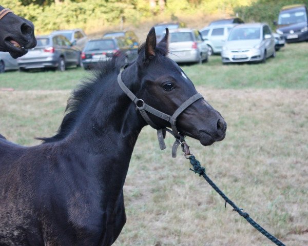 Zuchtstute SF v. Don Dino L x Honeymoon Star (Deutsches Reitpony, 2018, von Don Dino L)